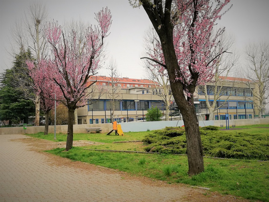 Scuola Secondaria Primo Grado: PAOLA GARELLI